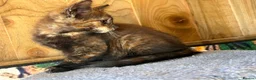 Mixed Breed cats for sale: Ginger and tortoise  kittens  - Advert 2