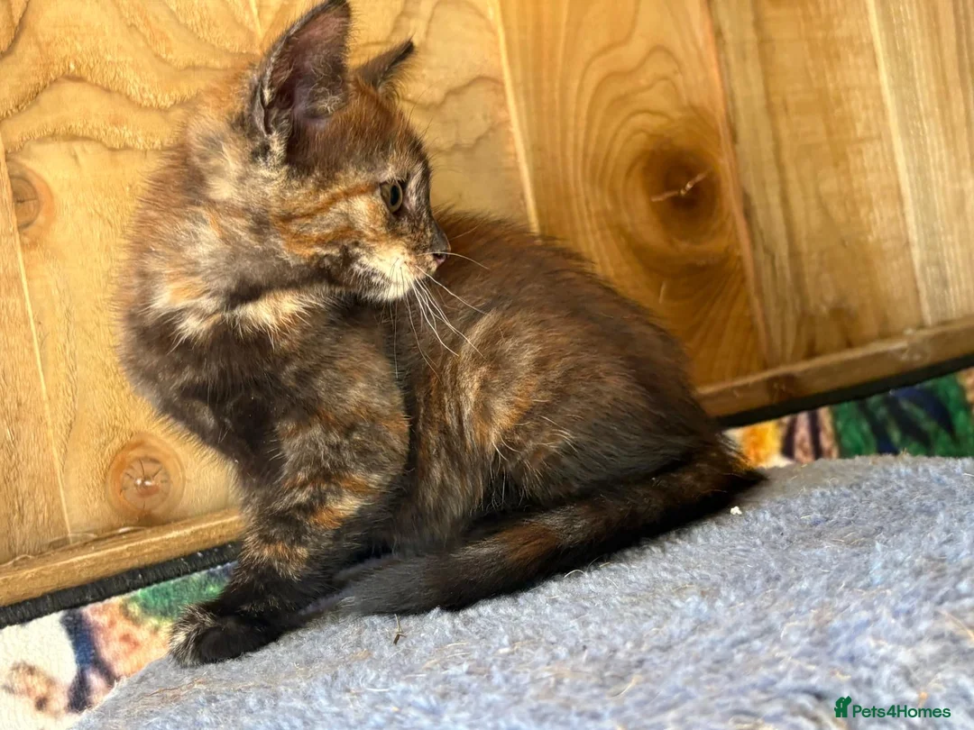 Mixed Breed cats for sale: Ginger and tortoise  kittens  - Advert 2