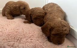 Cockapoo dogs for sale: 2 beautiful cockapoos for sale  in Scarborough - Image 9
