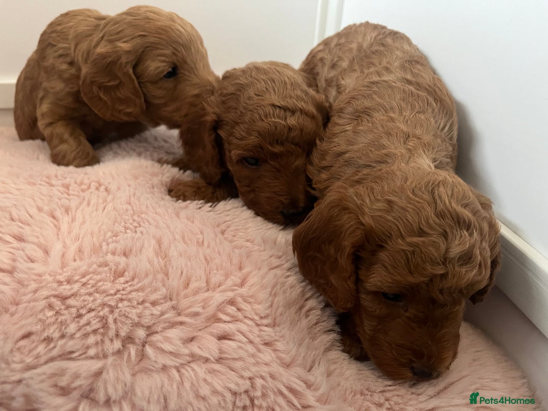 Cockapoo dogs for sale: 2 beautiful cockapoos for sale  in Scarborough - Image 9