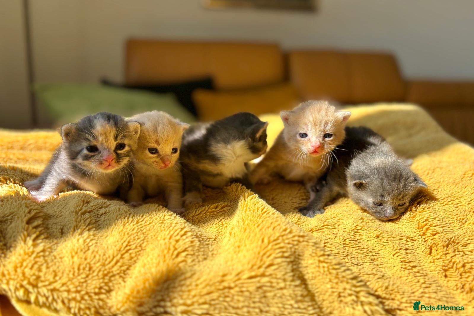Siberian cats Beautiful Siberian Kittens-5 Boys-Hypoallergenic - Advert 6