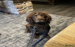 Cocker Spaniel dogs for sale: Working Cocker Spaniels - Advert 3