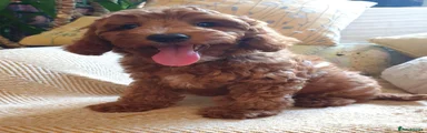 Cotonoodle 2