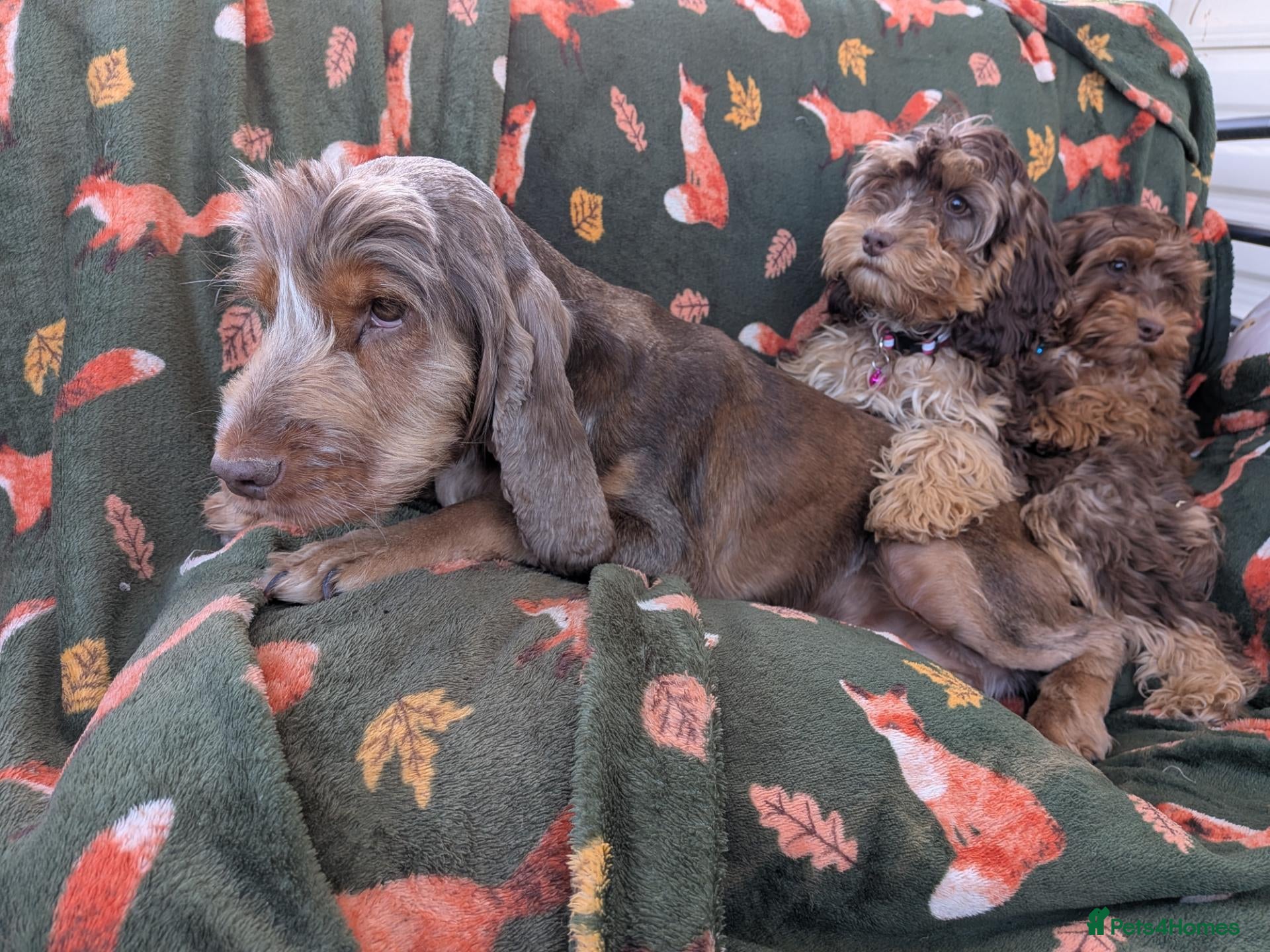Cockapoo dogs 🌟 Superb chocolate sable cockapoo pups 🌟 - Advert 1