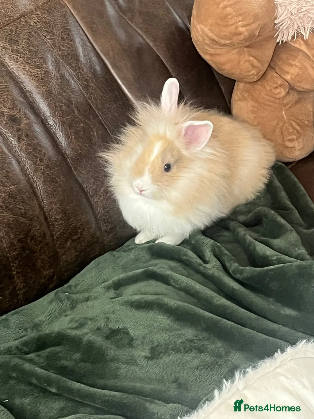 Lionhead rabbits for sale: 10 week old gorgeous girly 😍 - Advert 2