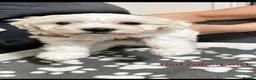 Maltese dogs for sale:  Beautiful Maltese Puppies Looking Loving Homes  - Advert 14
