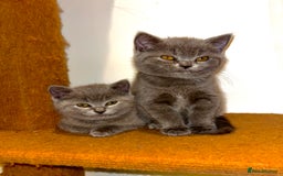 British Shorthair cats for sale: Beautiful Chunky British Shorthair Kittens Pure - Image 7
