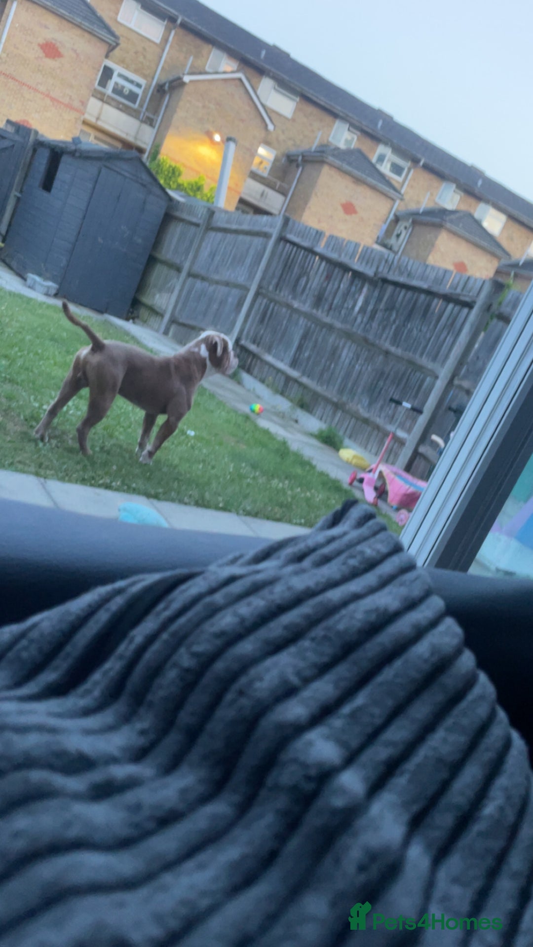 Old Tyme Bulldog dogs for sale: Snoopy  - Image 1