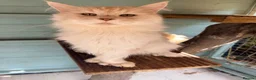 Maine Coon cats for stud: Polydactyl mainecoon stud services - Advert 6
