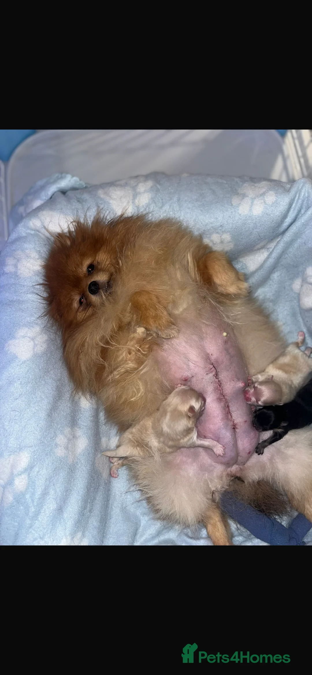 Pomeranian dogs for sale: Pomeranian teddy bear pups  - Advert 20