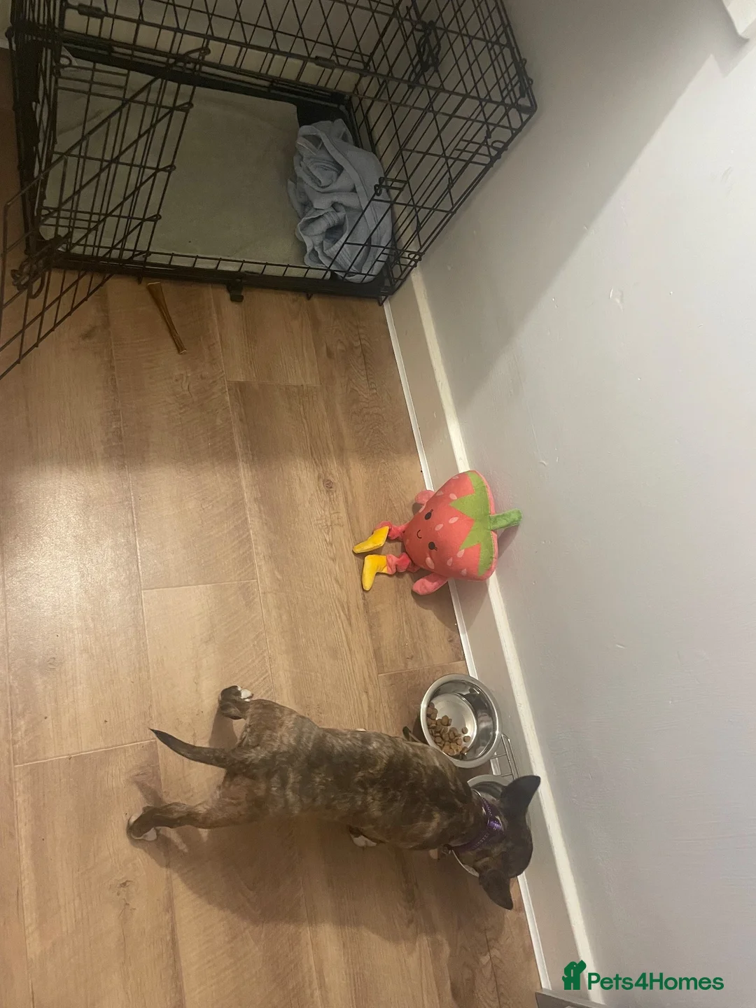 Miniature Bull terrier dogs for sale: English bull terrier (miniature)  - Advert 2
