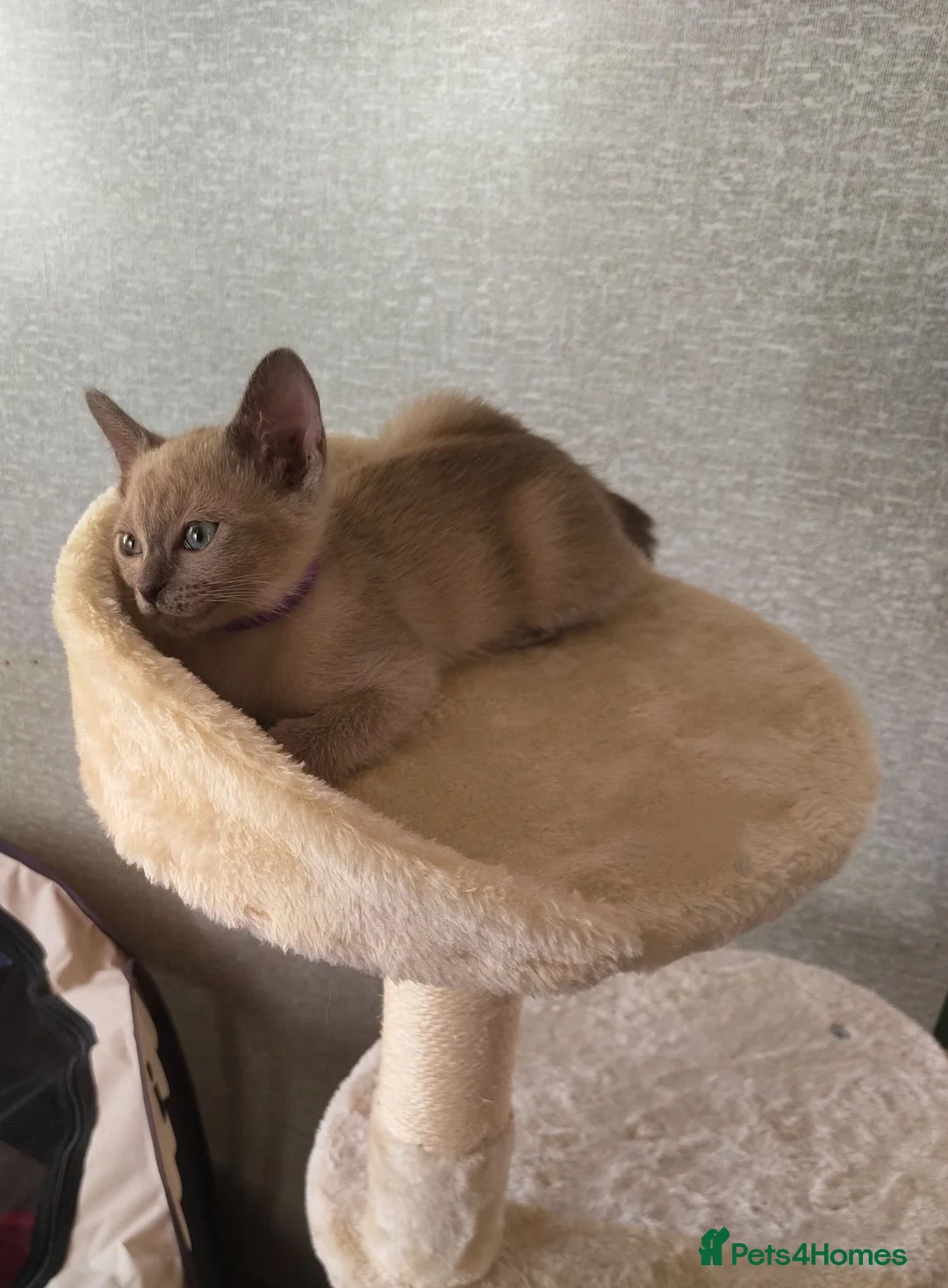 Mixed Breed cats for sale: Really cute Burmese x Siamese kittens  - Advert 2