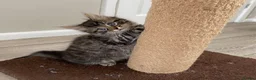 British Longhair cats for sale: 4 adorable kittens - Advert 18