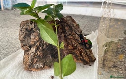 Stick Insects invertebrates for sale: Peruphasma schultei - Image 3
