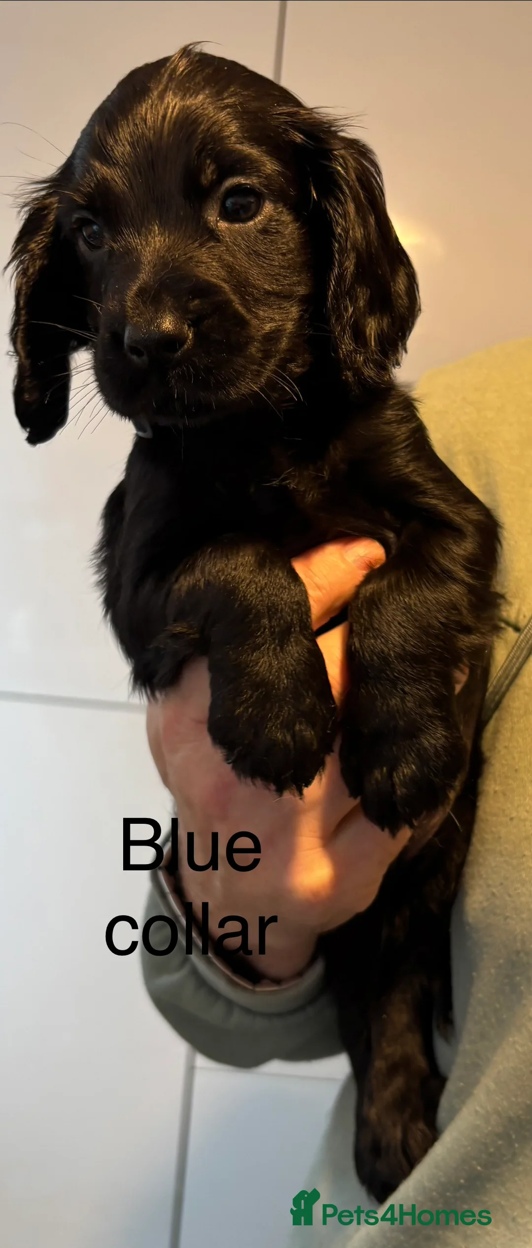 Cocker Spaniel dogs for sale: Cocker Spaniel Puppies  - Advert 13