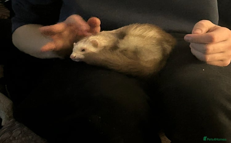 Ferret rodents - Advert 1