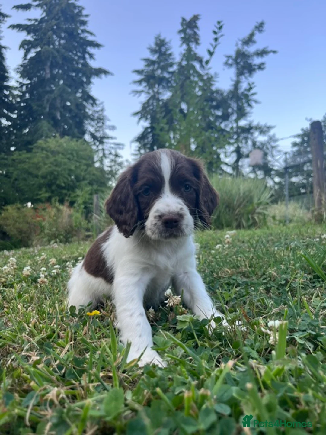 English Springer Spaniel dogs for sale: English Springer Spaniels - Advert 13