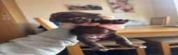 Sprocker dogs for sale: Beautiful littler of sprocker puppies  in Derby - Advert 6