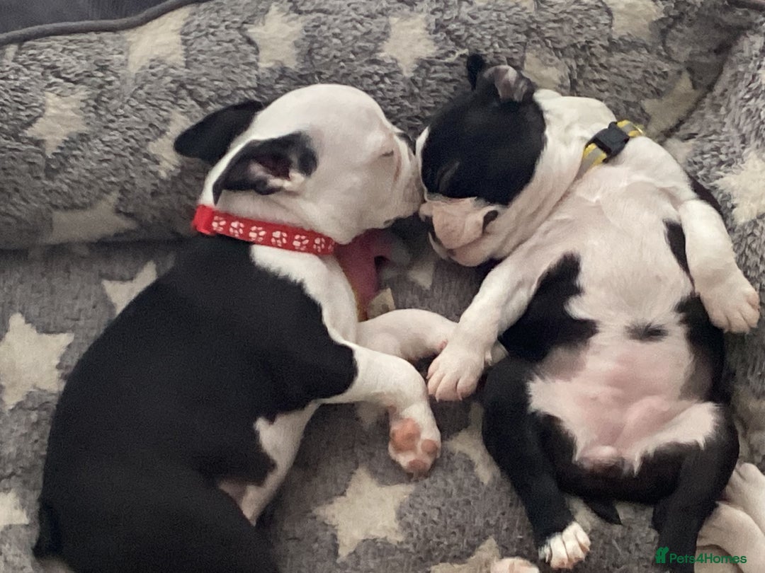 Boston Terrier dogs for sale: 9 BEAUTIFUL BOSTON TERRIER PUPPIES (4 GIRLS LEFT) - Image 5
