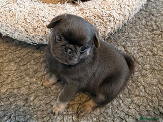 Pug dogs Stunning Pug Puppies - Advert 4