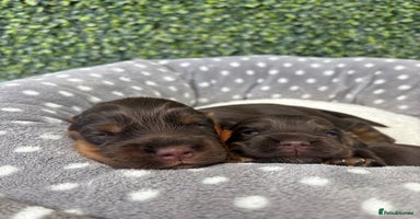 Cocker Spaniel dogs - Advert 4
