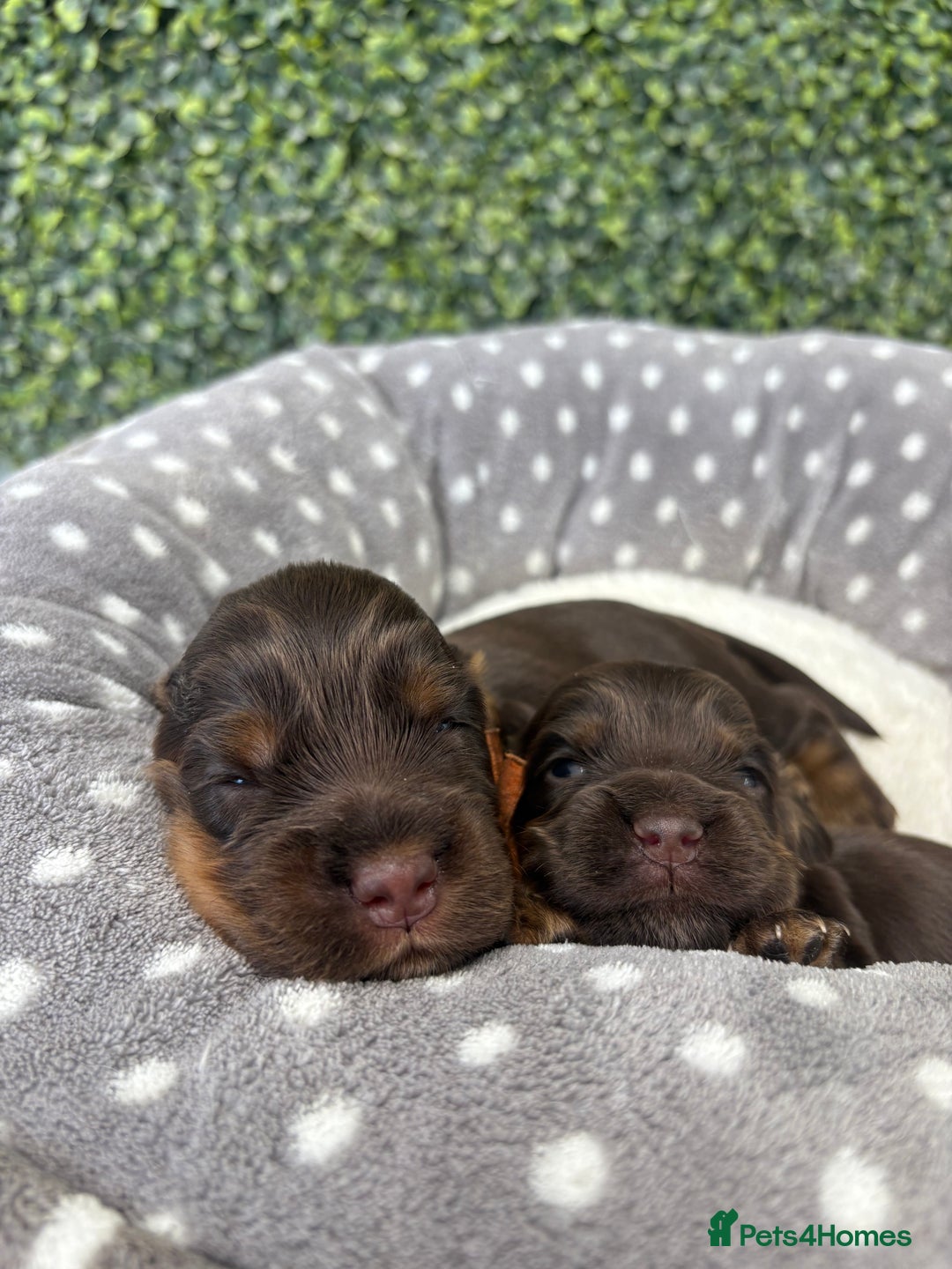 Cocker Spaniel dogs for sale: 🧡🤎 Show Cocker Spaniel Puppies For Sale - Image 3