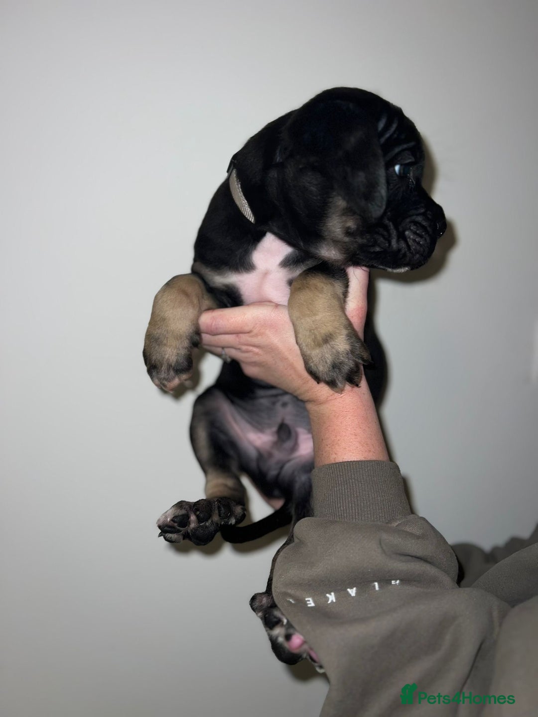 Cane Corso dogs for sale: Cane Corso puppies family reared no expense spared - Advert 15