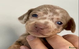 Miniature Dachshund dogs for sale: Miniature dachshunds READY NOW - Advert 4