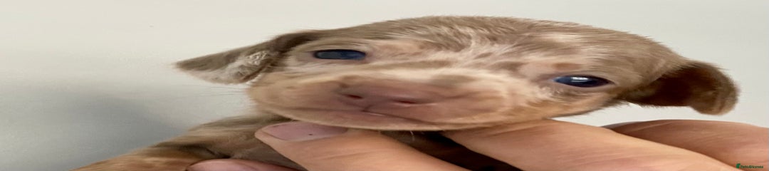 Miniature Dachshund Puppy 5