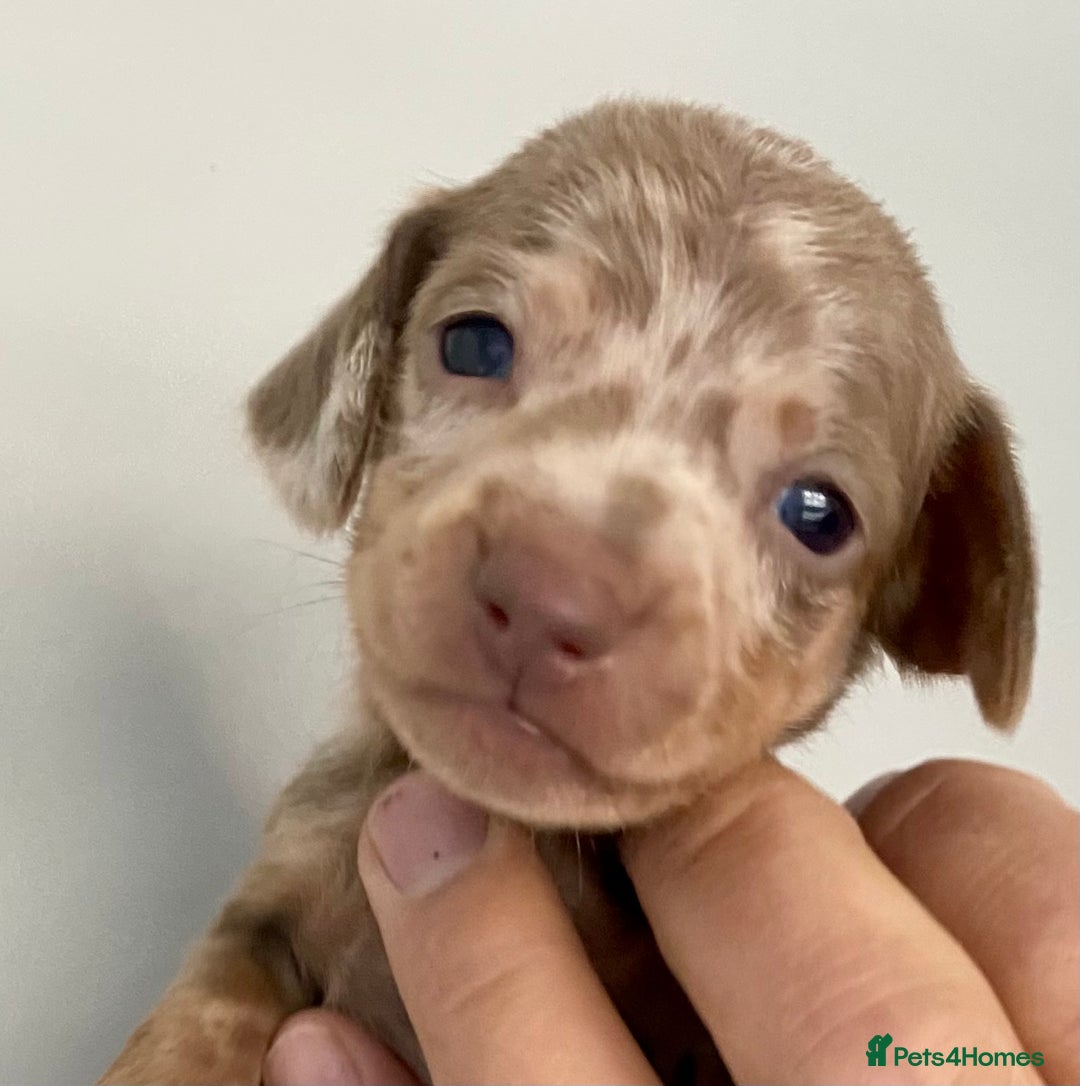 Miniature Dachshund dogs for sale: Miniature dachshunds READY NOW - Advert 4