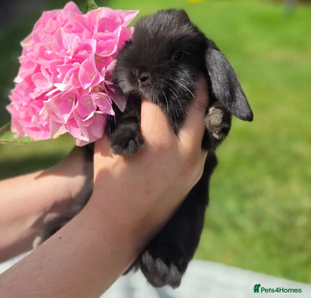 Mini Lop rabbits for sale: BRC Mini Lops  - Advert 36