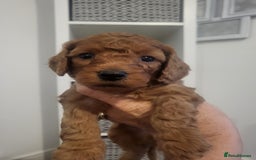Cavapoochon dogs for sale: Cavapoochon  - Image 2