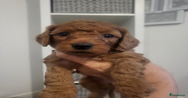 Cavapoochon dogs - Advert 2