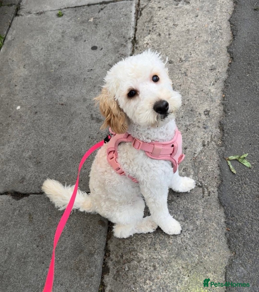 Cockapoo dogs for sale: Cockapoo for sale  - Image 1