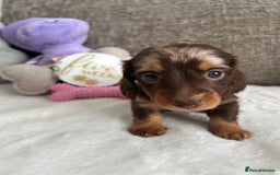 Miniature Dachshund dogs for sale: 🤍🐾 READY NEXT WEEK 🐾🤍 - Image 14