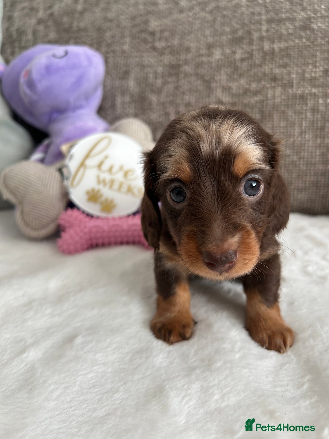 Miniature Dachshund dogs for sale: 🤍🐾 READY NEXT WEEK 🐾🤍 - Image 14