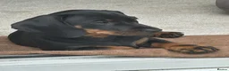 Dachshund dogs for sale: Standard Dadhshunds in Buckingham - Advert 4