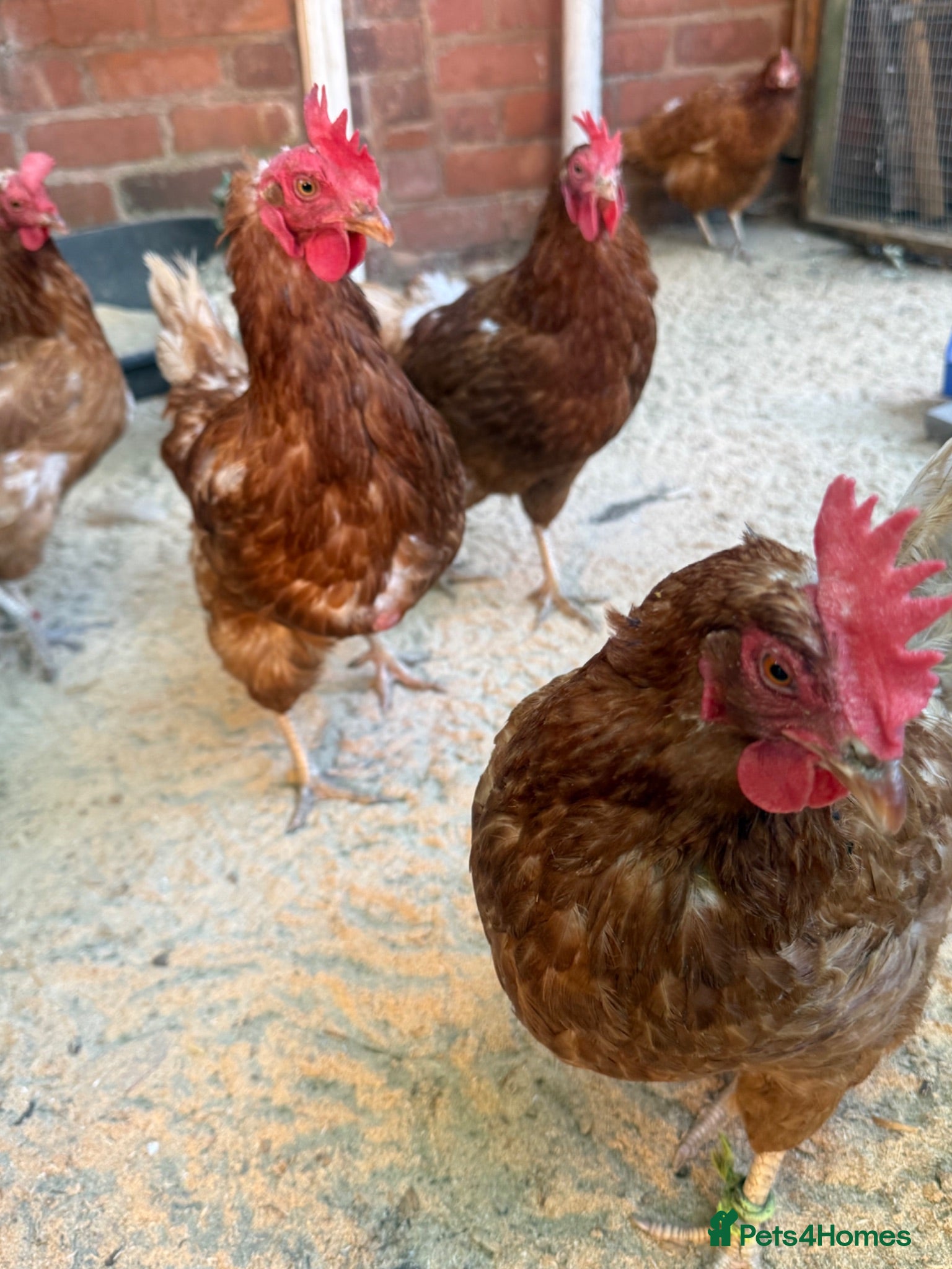 Chickens poultry Laying hens  - Advert 3