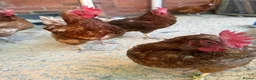 Chickens poultry for sale: Laying hens  - Advert 1