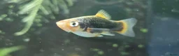 Platies fish for sale: Platy - Advert 7