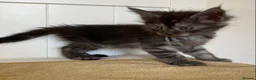 Maine Coon cats for sale: TICA registered large Maine Coon kittens - Advert 28