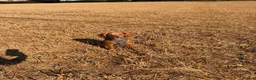 Cocker Spaniel dogs for sale: 🐾 Gorgeous Golden Cocker Spaniel 11 Months Old 🐾 in Crewkerne - Advert 6