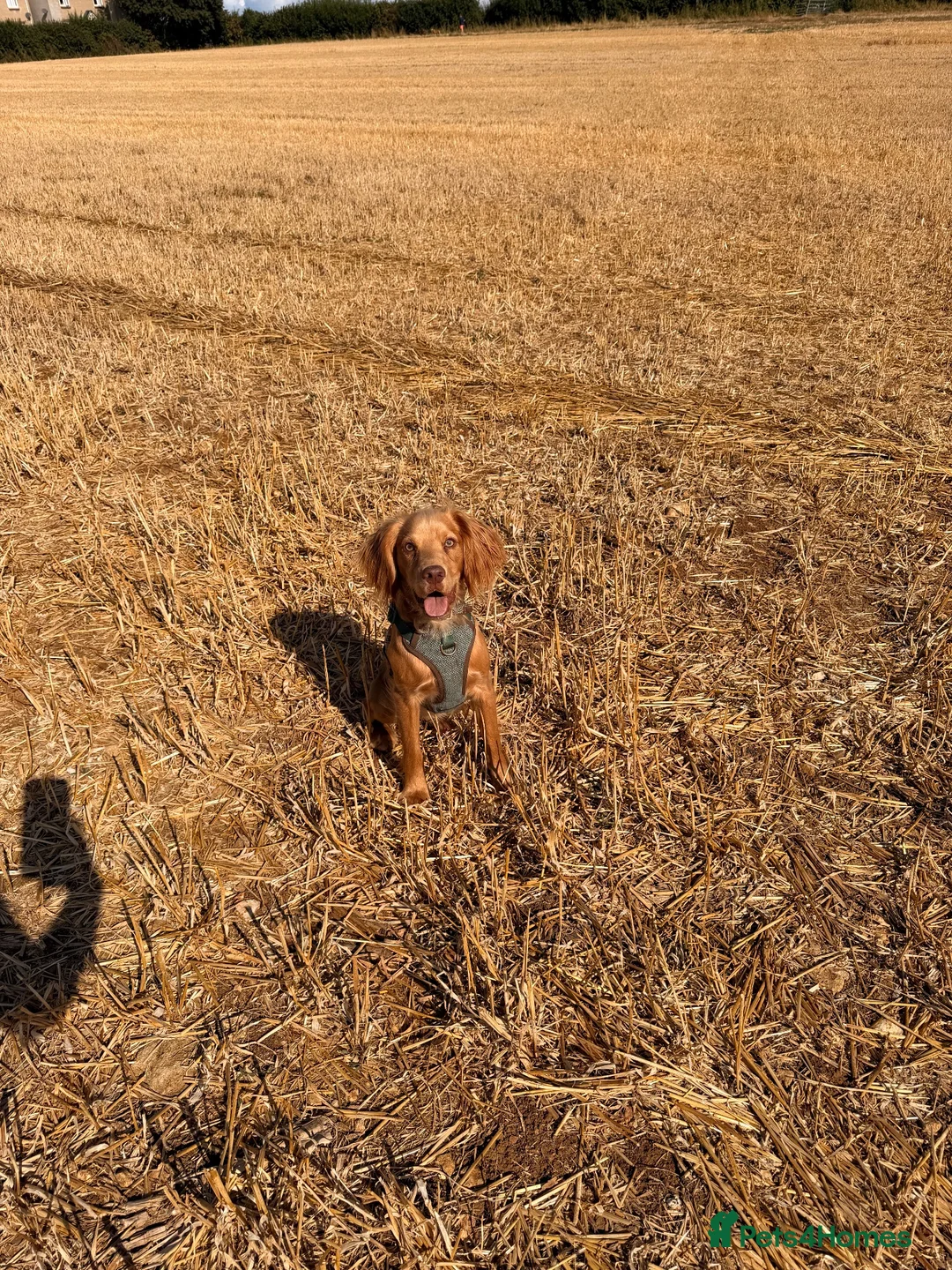 Cocker Spaniel dogs for sale: 🐾 Gorgeous Golden Cocker Spaniel 11 Months Old 🐾 in Crewkerne - Advert 6