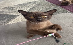 Burmese cats for sale: Lovely Burmese neutered kitten .GCCF registered. - Image 6