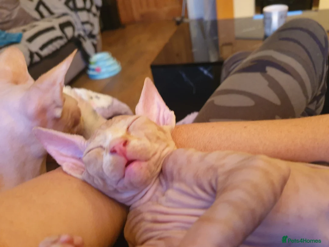 Sphynx cats for sale: Sphynx babies ready now - Advert 1