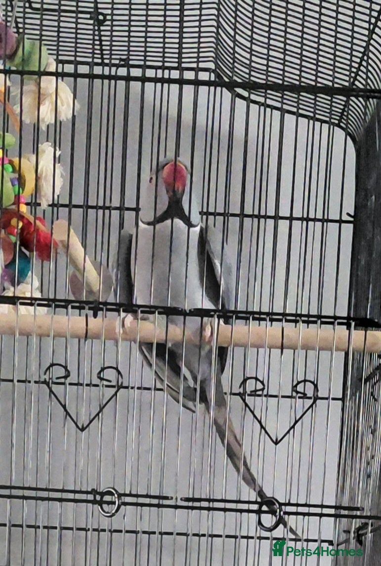 Ringnecks birds Ringneck Gray male - Advert 1