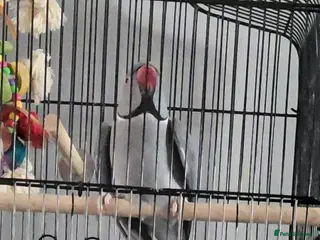 Ringnecks birds Ringneck Gray male - Advert 1