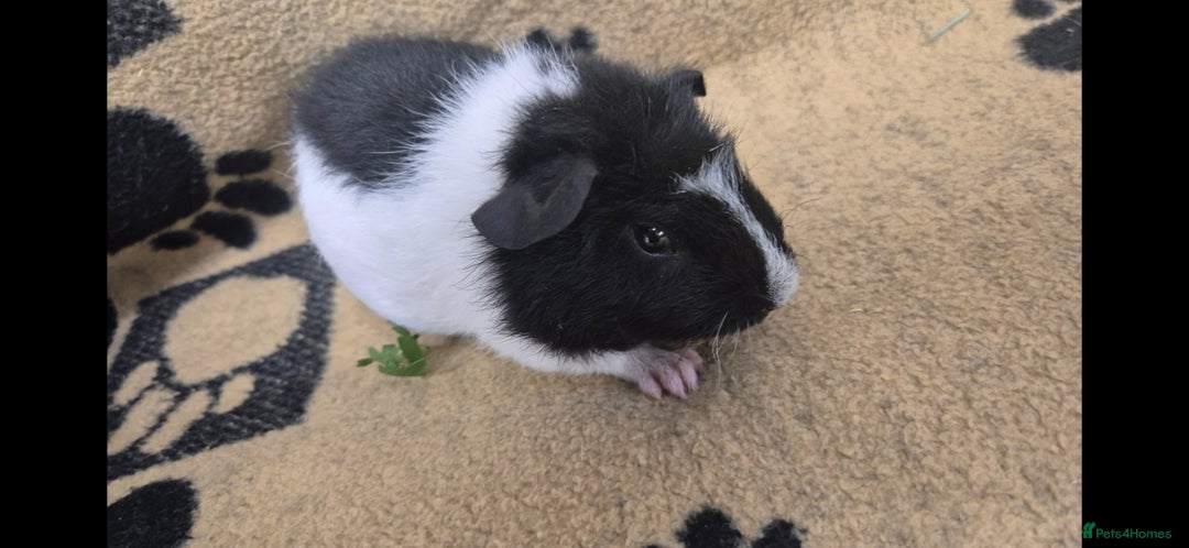 Guinea Pig rodents for sale: 2 brother guinea pigs 10 weeks - Image 2