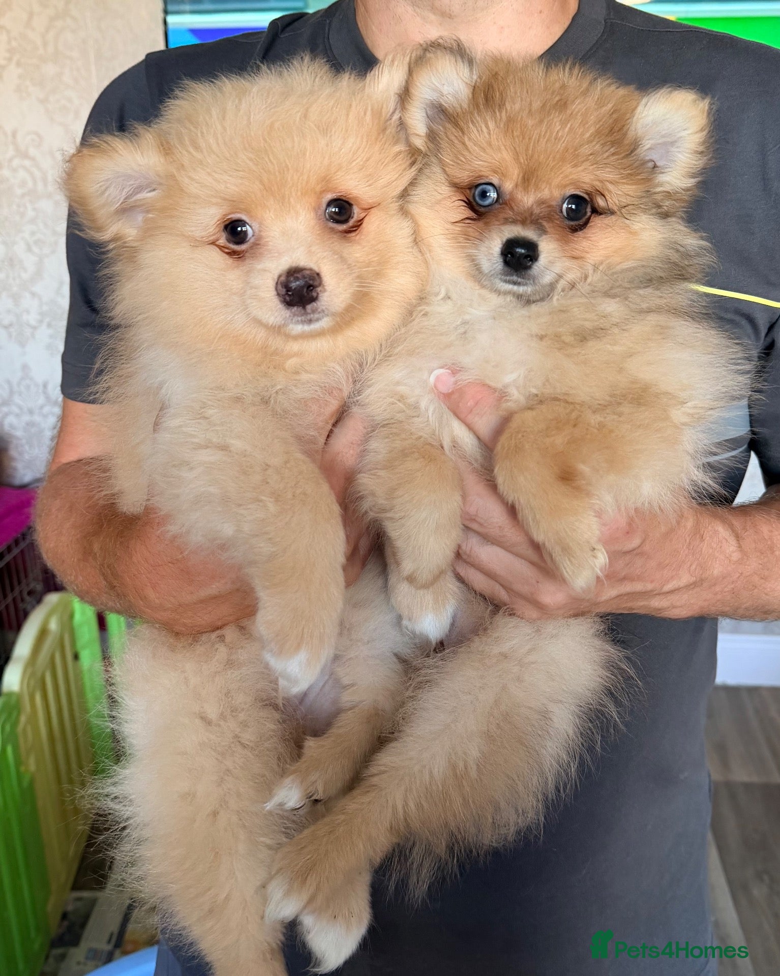 Pomeranian dogs Last boy & girl … Pomeranian puppies  - Advert 1