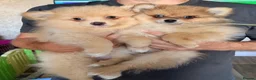 Pomeranian dogs for sale: Ready now Last little Boy … Pomeranian puppies  - Advert 7